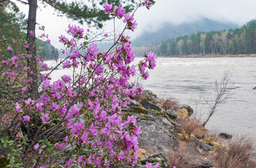 Altai Spring landscape with Rhododendron dauricum with flowers over river Katun. - 773657323