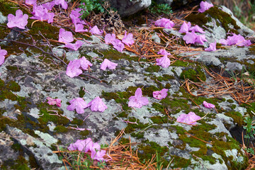 Fallen flowers and rhododendron petals lie on a stone covered with mosses. - 773657342