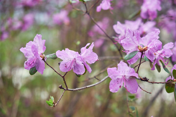 Сloseup photo of Rhododendron dauricum bushes with flowers with bokeh background of forest. - 773657364