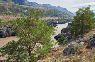 Pine tree on the bank of Altai river Katun near Teldykpen rapids near oroktoi bridge - 773657522