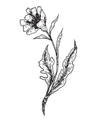 A branch with chicory flowers is hand-drawn, isolated on a white background. Bouquet of flowers vector graphics.
