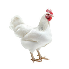Fototapeta premium white chicken isolated on white background
