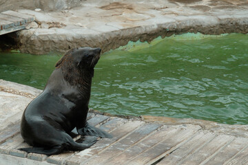 southern sea lion on the Atlantic Ocean, Mar Del Plata, Argentina, 25.03.2024