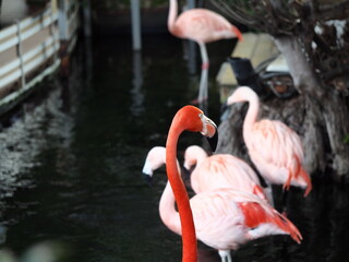 カラフルなフラミンゴ