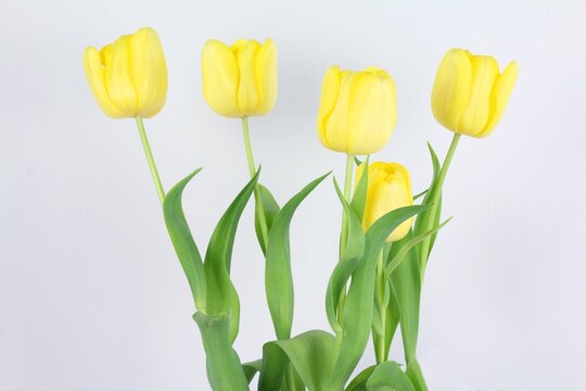 Yellow Tulips