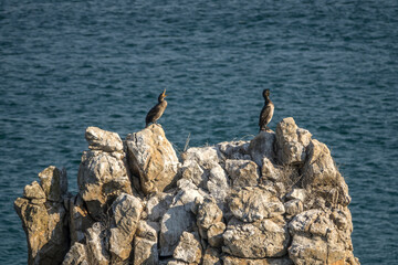 View of the cormorants relaxing on the rock at the seaside
