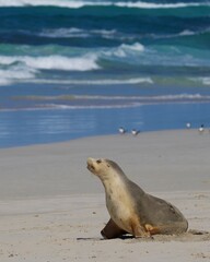 An Australian Seal Lion in the morning sunshine on her paradise beach
