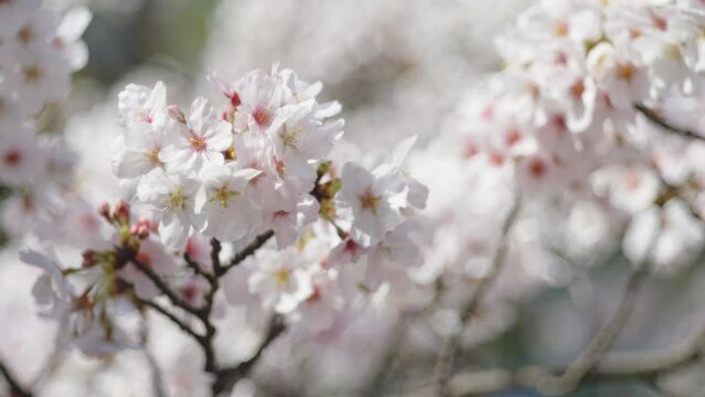 Tokyo, Japan - April 2, 2024:  Cherry blossoms in full bloom