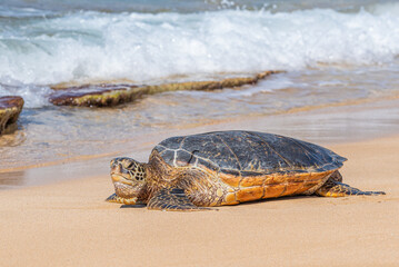 Green sea turtle slowly crawling toward ocean from sandy beach - 773661562