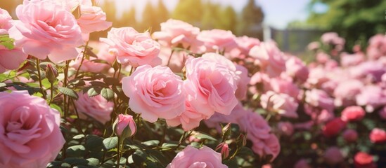 Beautiful pink roses are in full bloom in a charming garden with a white picket fence in the background