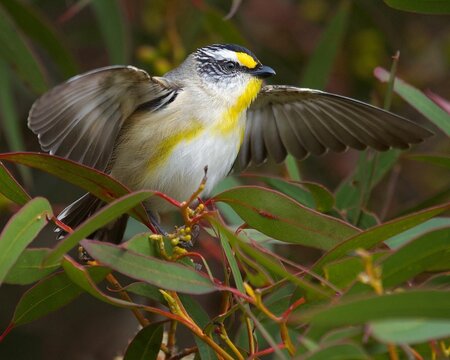The striated pardalote is the least colourful and most common of the four pardalote species. Other common names include pickwick, wittachew and chip-chip. 