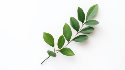 Fototapeta premium Minimalist flat lay of a single sprig of green leaves against a plain white background, natural beauty of green leaves, Earth day