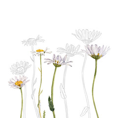 watercolor drawing plant of ox-eye daisy with green leaves and flowers at white background, natural composition, hand drawn botanical illustration