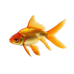 Photo of Golden goldfish on white background, side view, isolated with no shadows, white background