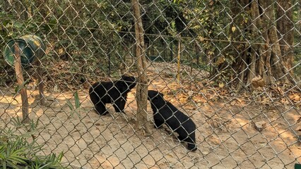 Bear cubs in a cage © avia