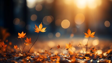 Autumn background with border of orange, gold and red maple leaves on nature park on background of sunlight with soft blurred beautiful bokeh - obrazy, fototapety, plakaty
