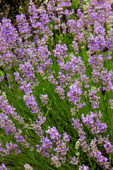 Lavender blossoms in the summer garden