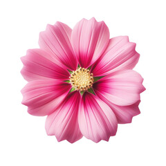 pink gerber daisy isolated