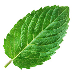 Mint leaf isolated on transparent background.