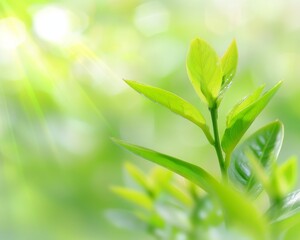 A leafy green plant with a bright star shining on it