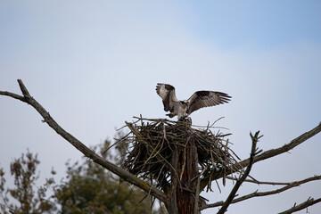 Osprey 1