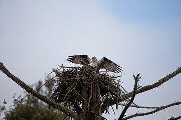 Osprey 5