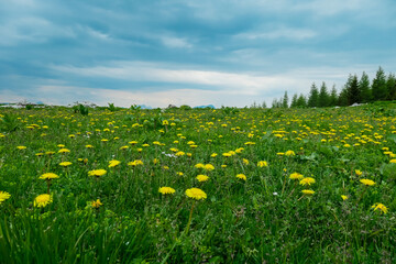 Field of yellow Common Dandelion growing on lush green alpine meadow on mountain peak Feistritzer...