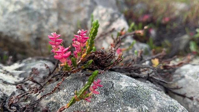 Arctic bell-heather (Cassiope tetragona) infected with the fungus Exobasidium. The parasitic fungus triggers the plant to produce the red leaves. Bear Islands in Scoresbysund, Greenland.