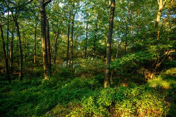 Hot Day on Bear Mountain