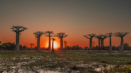 A fantastic sunset on the alley of baobabs. Silhouettes of exotic trees with bizarre compact crowns...