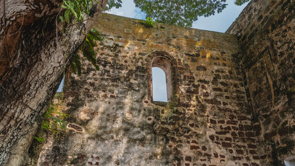 Ruins of an ancient fortress. Weathered brick walls. The blue sky is visible through the window openings. The trunks and the foliage of an old tropical tree in the foreground. Kota A Famosa.  Malaysia