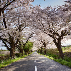 Obraz premium 벚꽃길