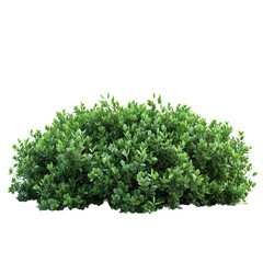 green bush isolated on white background
