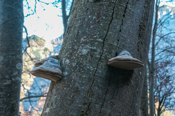 Group of Hoof fungus mushrooms growing on tree trunk along idyllic hiking trail in forest on way to Hochblaser in Eisenerz, Ennstal Alps, Styria, Austria. Serene tranquil atmosphere in autumn.