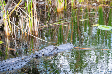 Naklejka na ściany i meble American Allegator swimming in marsh swamp water in the Everglades National Park, Florida