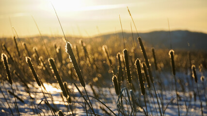 The reeds on the lake are swaying in the rays of the bright sun at sunset. Beauty is in nature....