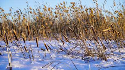 The reeds on the lake are swaying in the rays of the bright sun at sunset. Beauty is in nature. Winter landscape.	