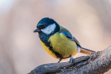 Naklejka premium Cute bird Great tit, songbird sitting on the branch with blurred background