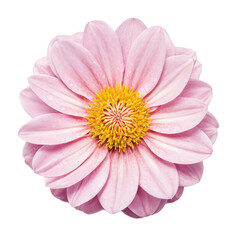 a pink flower with yellow center and the yellow center.