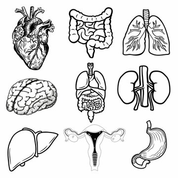 Drawings of internal organs such as the heart, small intestine, lungs, brain, kidneys, large intestine, bladder, spleen, ovaries.