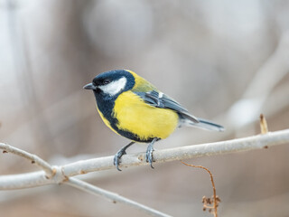 Cute bird Great tit, songbird sitting on the branch with blurred background