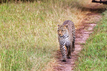 A Young Leopard on the safari trails in Maasai Mara game reserve, Kenya, Africa