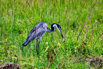 A Black headed Heron with a snake in its beak near the marshes in Maasai Mara, Kenya, Africa