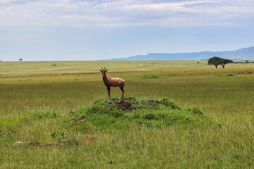 A Topi on a Termite Hill watches out for danger in Maasai Mara, Kenya, Africa
