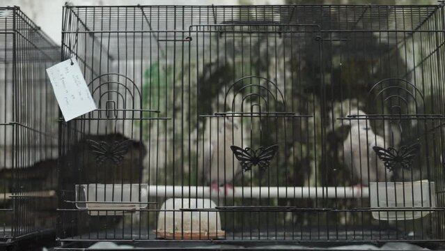 two pairs of doves in a cage. black cage with doves
