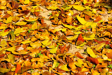 Leaves dry in autumn beautiful