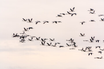 Flying cranes flock against blue sky