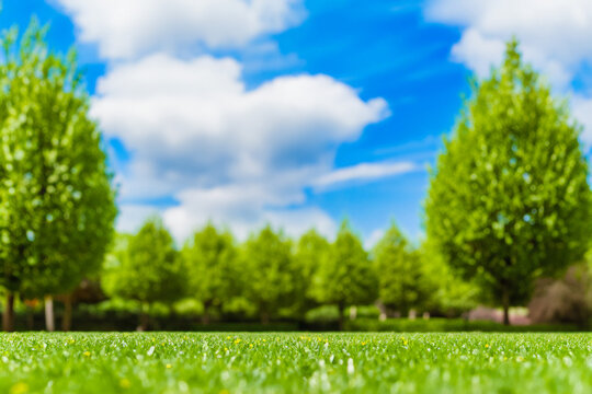 Tranquil Countryside Landscape: Vibrant green grass stretches beneath a clear blue sky, encompassing a vast open field. The solitary background exudes a sense of peace and solitude amidst nature's bea