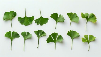 Ginkgo Biloba Leaves: Enhance Your Design with Nature's Beauty