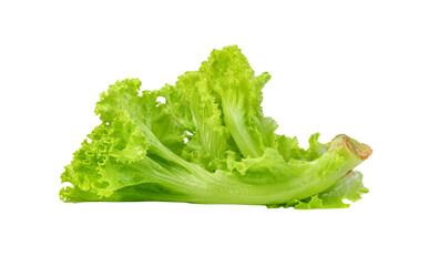 Lettuce leaf isolated,Green leaves pattern ,Salad ingredient